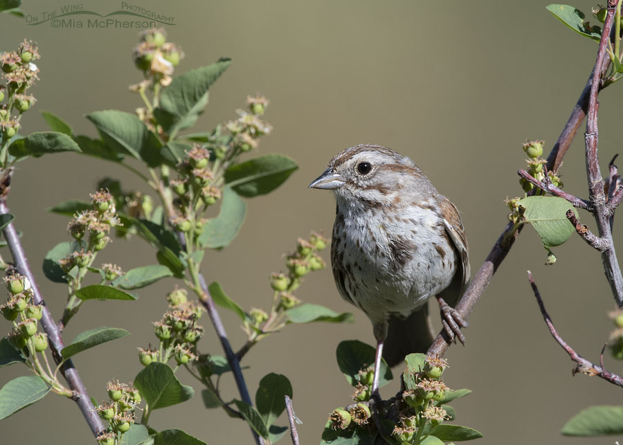 Defensive nesting Song Sparrow, Wasatch Mountains, Morgan County, Utah