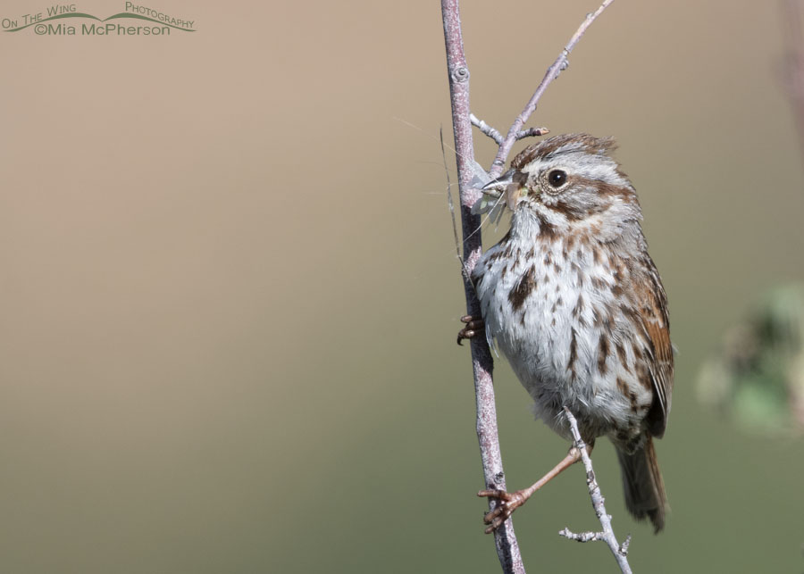 Adult Song Sparrow with prey for its young, Wasatch Mountains, Summit County, Utah
