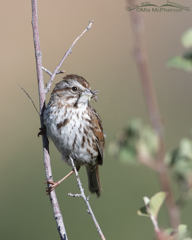 Song Sparrow with prey for its chicks, Wasatch Mountains, Summit County, Utah