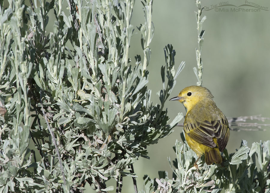 Female Yellow Warbler perched in sage, Wasatch Mountains, Summit County, Utah
