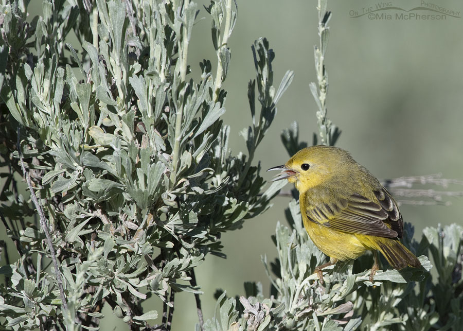 Female Yellow Warbler with an open bill, Wasatch Mountains, Summit County, Utah