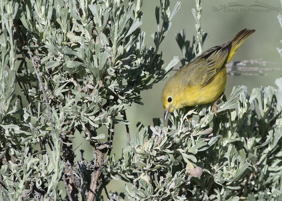 Yellow Warbler female foraging in sage, Wasatch Mountains, Summit County, Utah