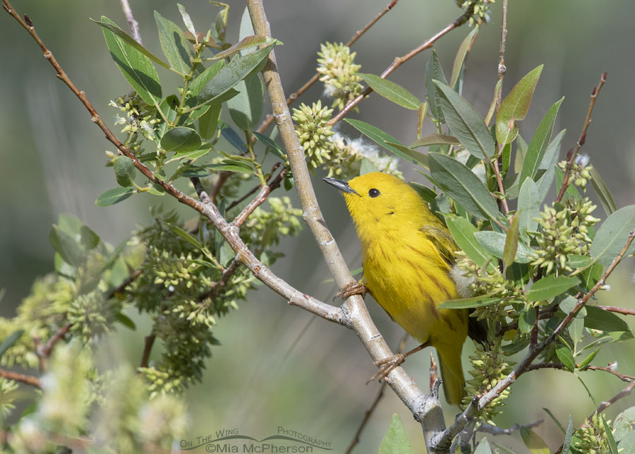 Male Yellow Warbler tucked into willows, Wasatch Mountains, Summit County, Utah