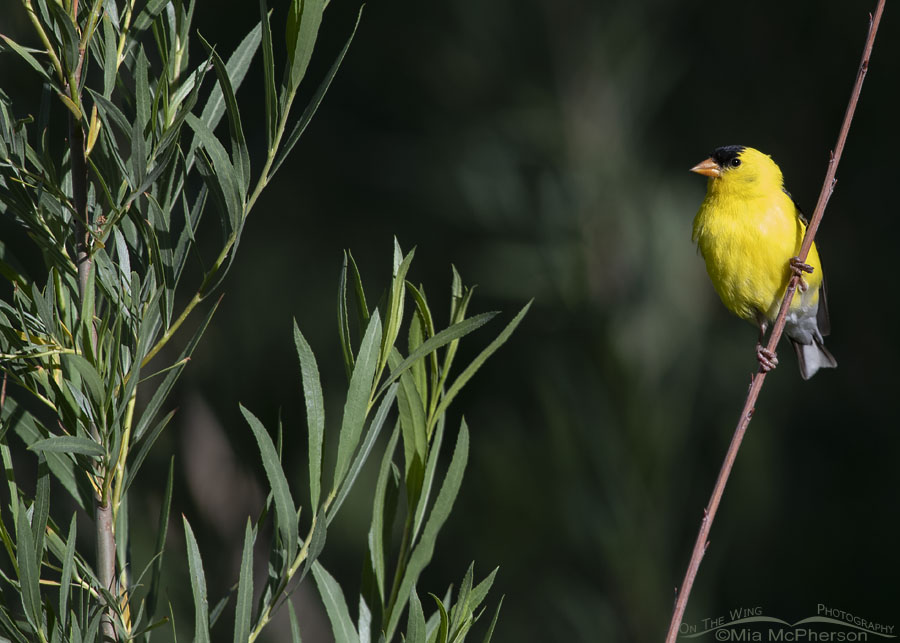 Adult male American Goldfinch in a spot of sunshine, Wasatch Mountains, Summit County, Utah