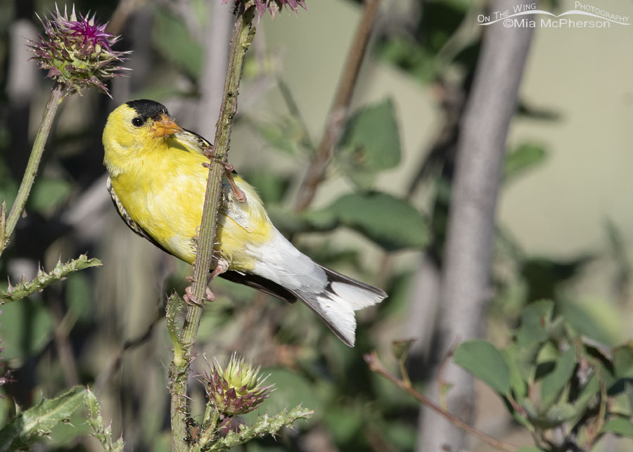 Male American Goldfinch feasting on aphids, Wasatch Mountains, Summit County, Utah