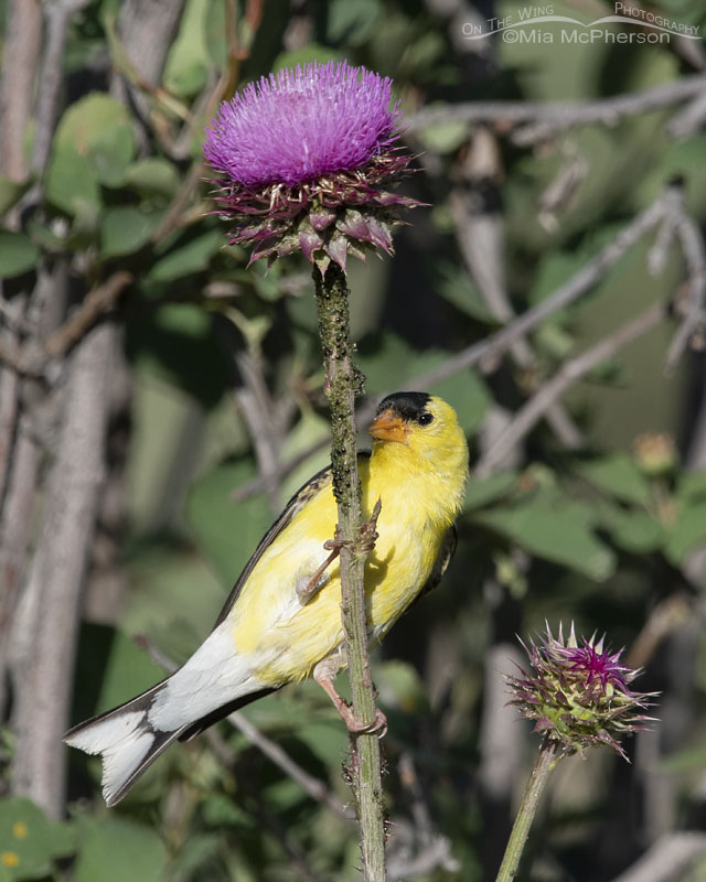 American Goldfinch male on a thistle with ants and aphids, Wasatch Mountains, Summit County, Utah