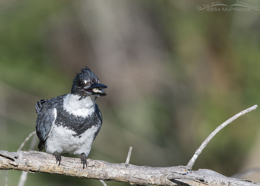 Adult male Belted Kingfisher with prey, Wasatch Mountains, Summit County, Utah