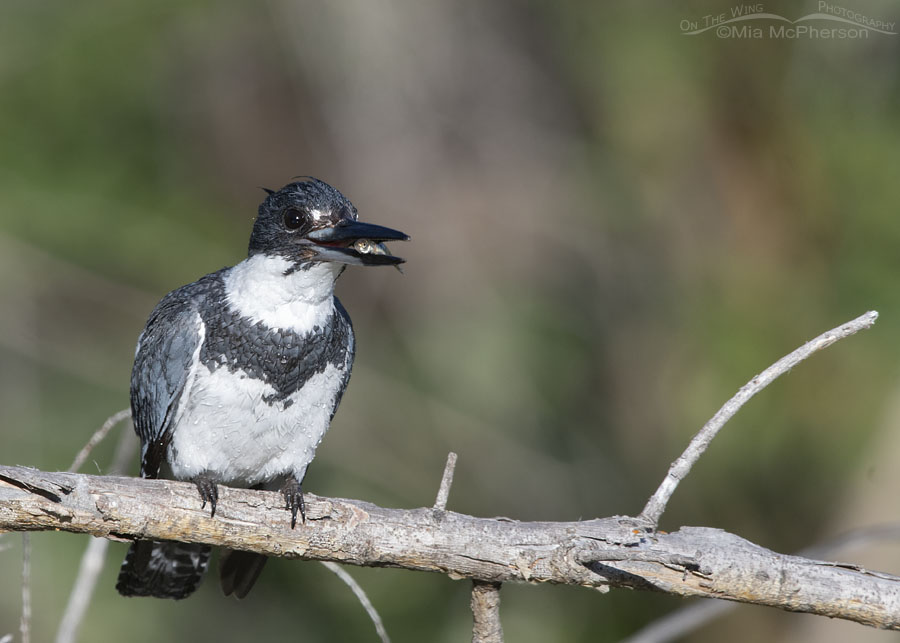 Adult Belted Kingfisher male with a small fish, Wasatch Mountains, Summit County, Utah
