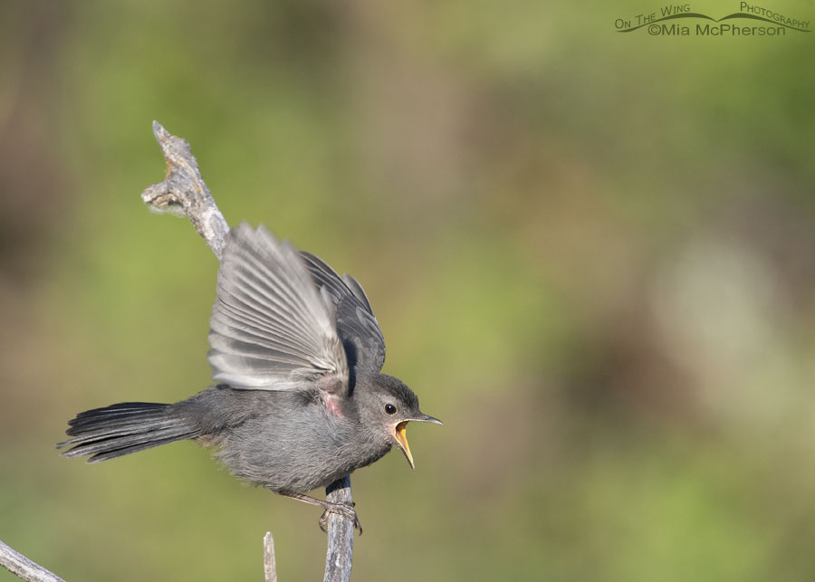 Fledgling Gray Catbird begging in the Wasatch Mountains, Summit County, Utah