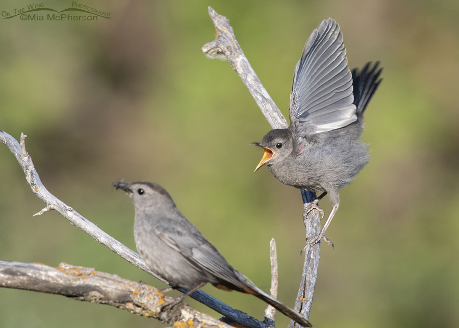 Adult Gray Catbird bringing in food for a fledgling, Wasatch Mountains, Summit County, Utah