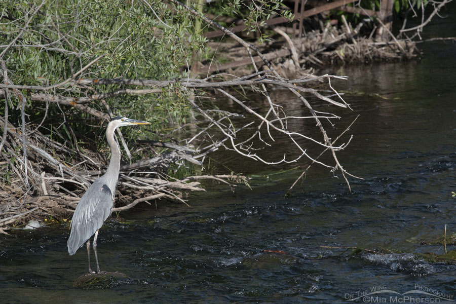 Great Blue Heron standing on a rock in a mountain creek, Wasatch Mountains, Summit County, Utah
