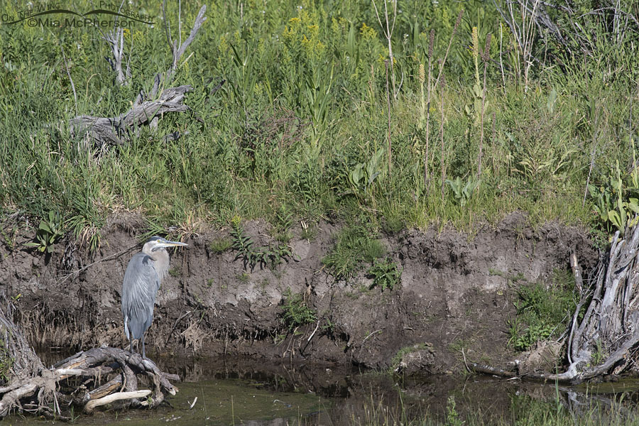 Great Blue Heron resting in the mountains, Wasatch Mountains, Summit County, Utah
