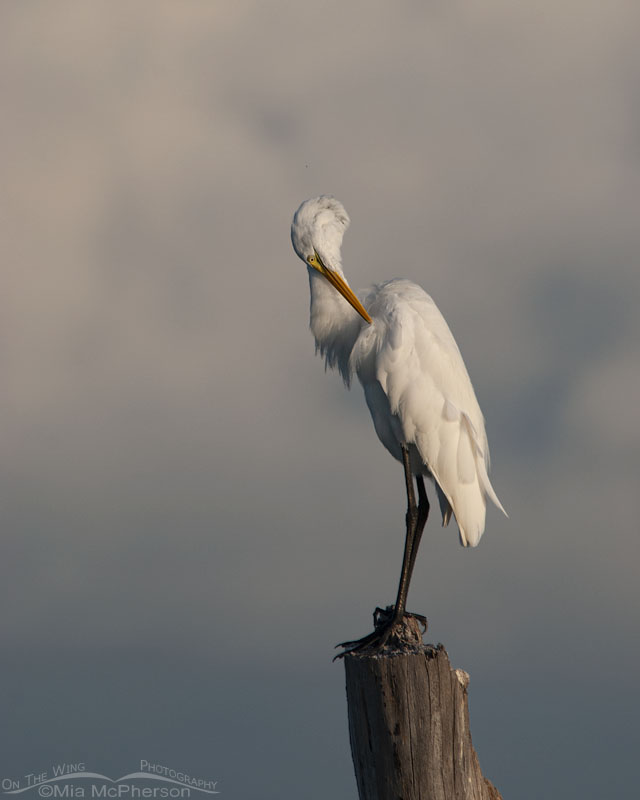 Great Egret preening in front of stormy skies, Fort De Soto County Park, Pinellas County, Florida