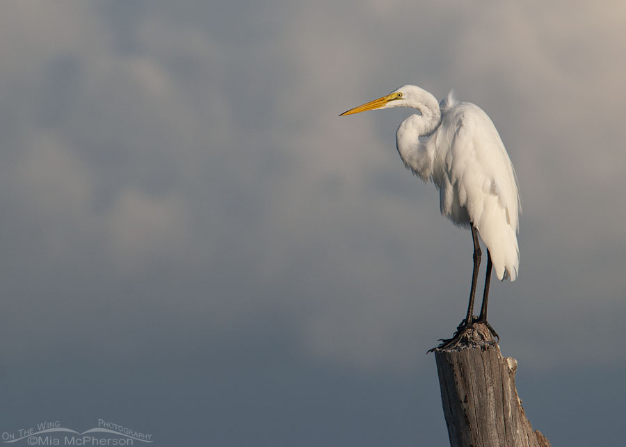 Resting Great Egret in front of storm clouds, Fort De Soto County Park, Pinellas County, Florida
