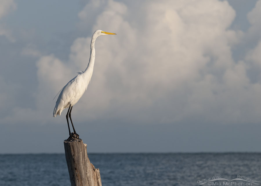 Great Egret about to take flight, Fort De Soto County Park, Pinellas County, Florida