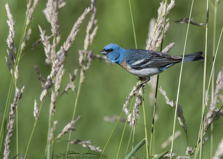 Lazuli Bunting male perched in tall grasses, Wasatch Mountains, Summit County, Utah