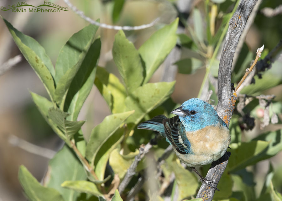 Male Lazuli Bunting perched in front of Black Twinberry Honeysuckle, Wasatch Mountains, Summit County, Utah