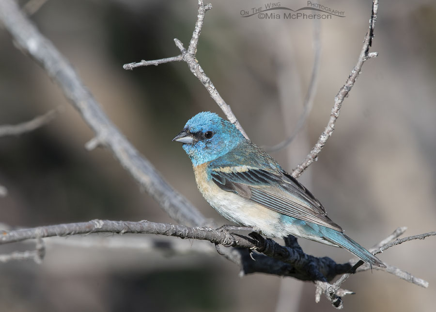 Male Lazuli Bunting in July, Wasatch Mountains, Summit County, Utah