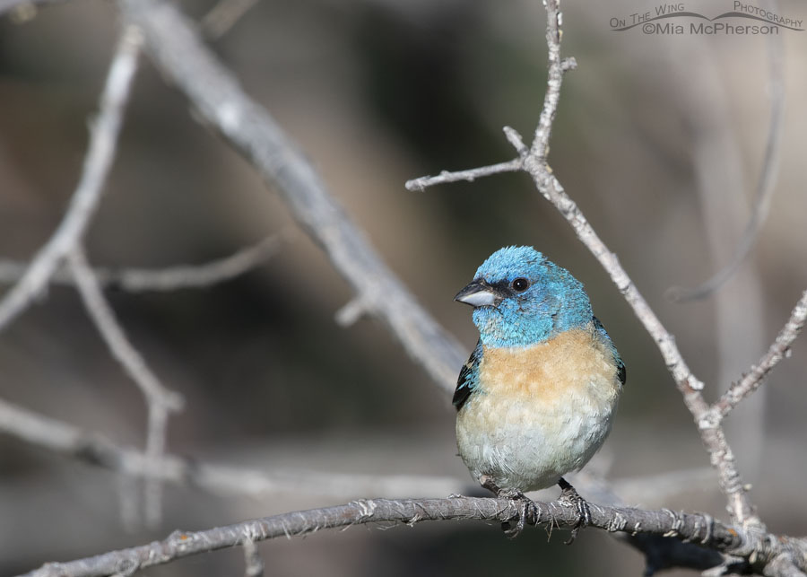 Lazuli Bunting male up close, Wasatch Mountains, Summit County, Utah