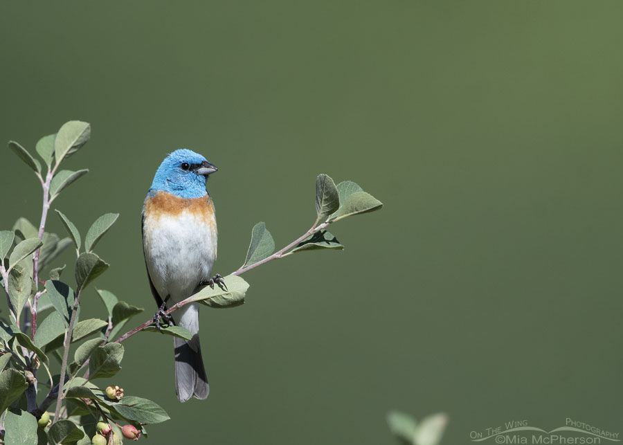 Adult male Lazuli Bunting perched in a serviceberry, Wasatch Mountains, Morgan County, Utah