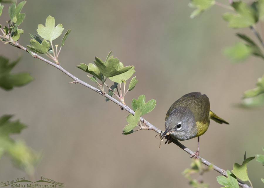 Female MacGillivray's Warbler with food for her chicks, Wasatch Mountains, Morgan County, Utah