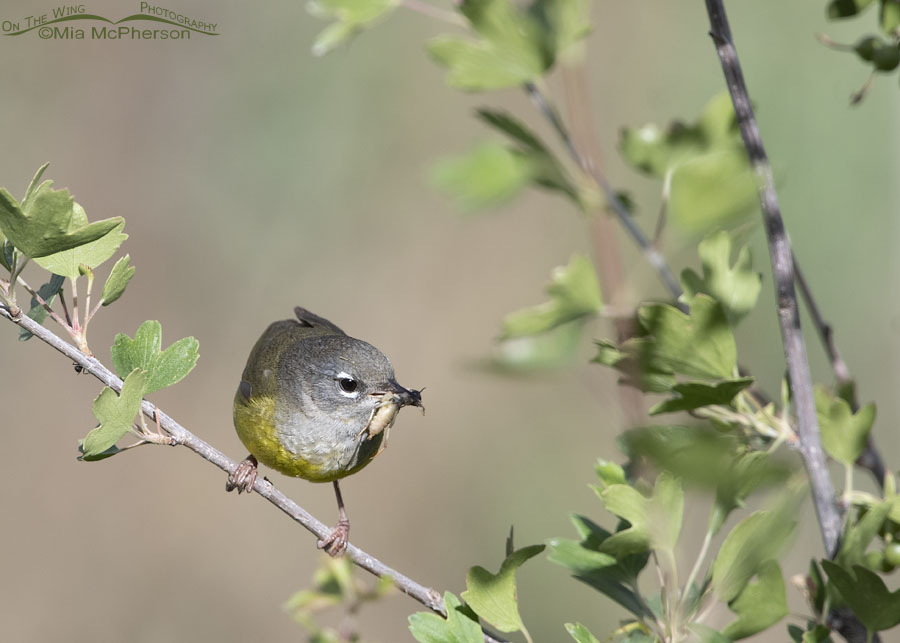 MacGillivray's Warbler female with prey for her chicks, Wasatch Mountains, Morgan County, Utah