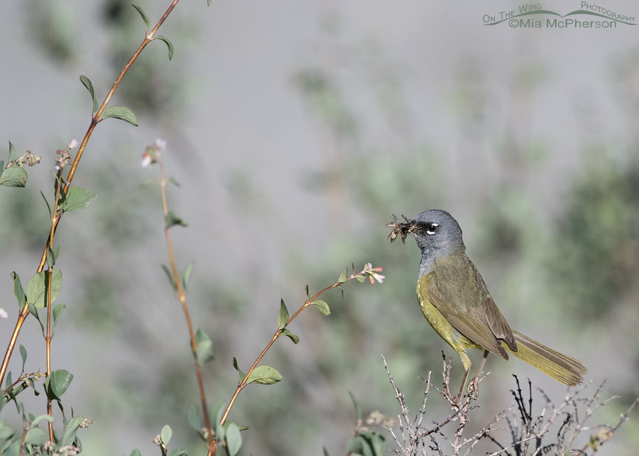 Male MacGillivray's Warbler with food for his young, Wasatch Mountains, Morgan County, Utah