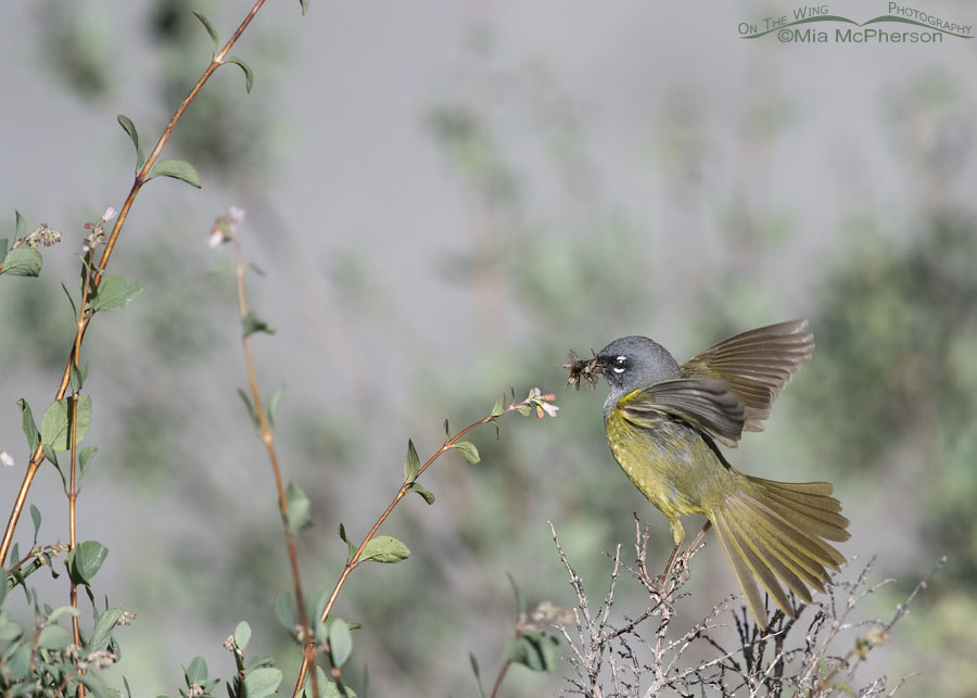 MacGillivray's Warbler male with a bill full of prey for his chicks, Wasatch Mountains, Morgan County, Utah
