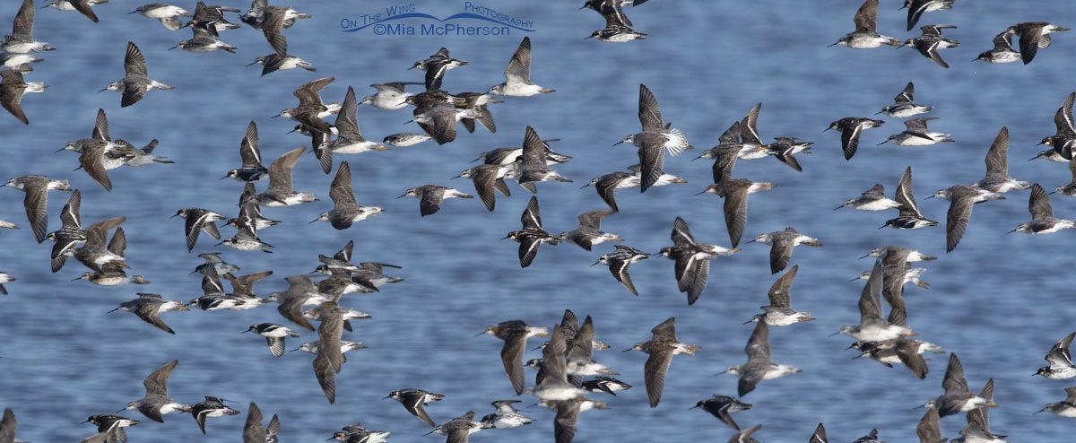 Dorsal view of Phalaropes in flight - Which species?