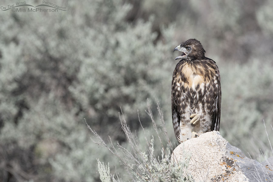 Red-tailed Hawk fledgling calling from a rock surrounded by sage, Box Elder County, Utah