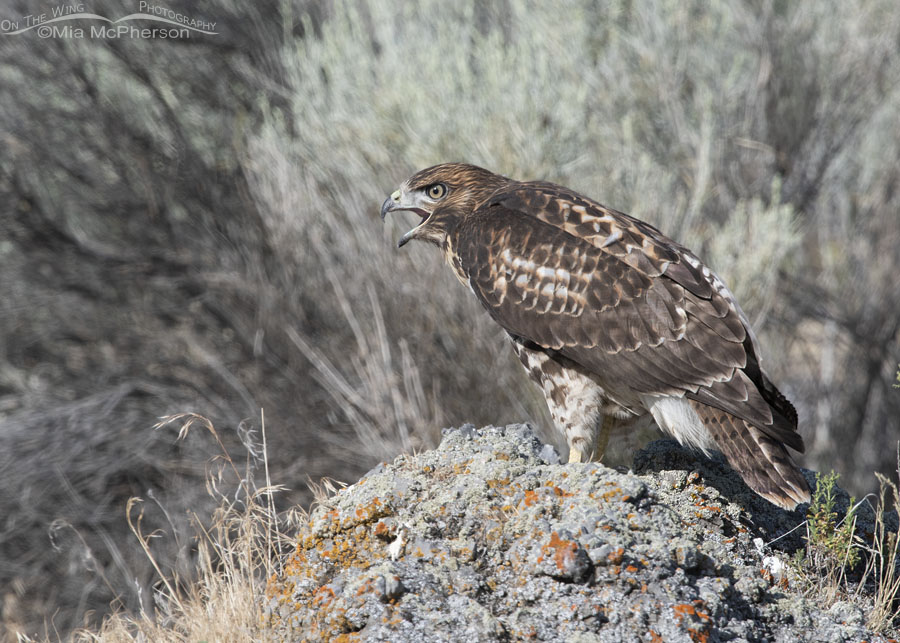 Young Red-tailed Hawk calling out, Box Elder County, Utah