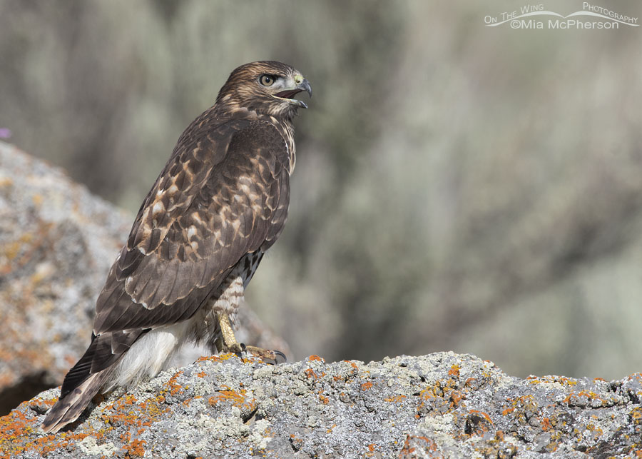 Recently fledged Red-tailed Hawk calling, Box Elder County, Utah