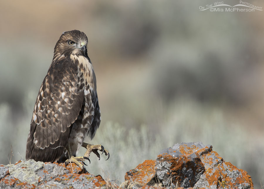 Young Red-tailed Hawk close up on a lichen covered boulder, Box Elder County, Utah