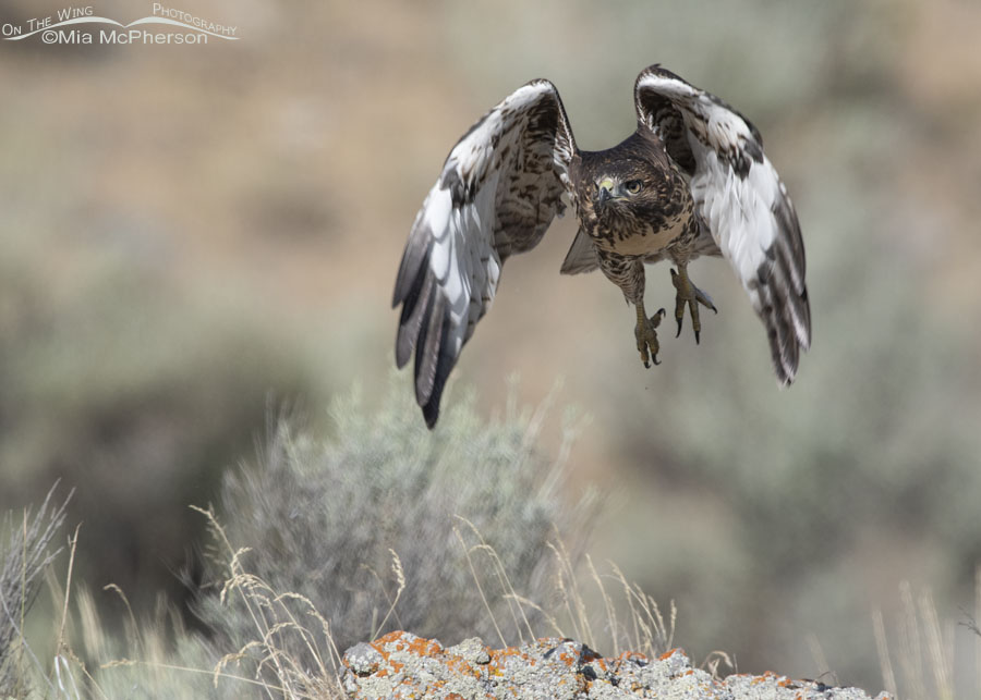 Recently fledged Red-tailed Hawk in flight, Box Elder County, Utah