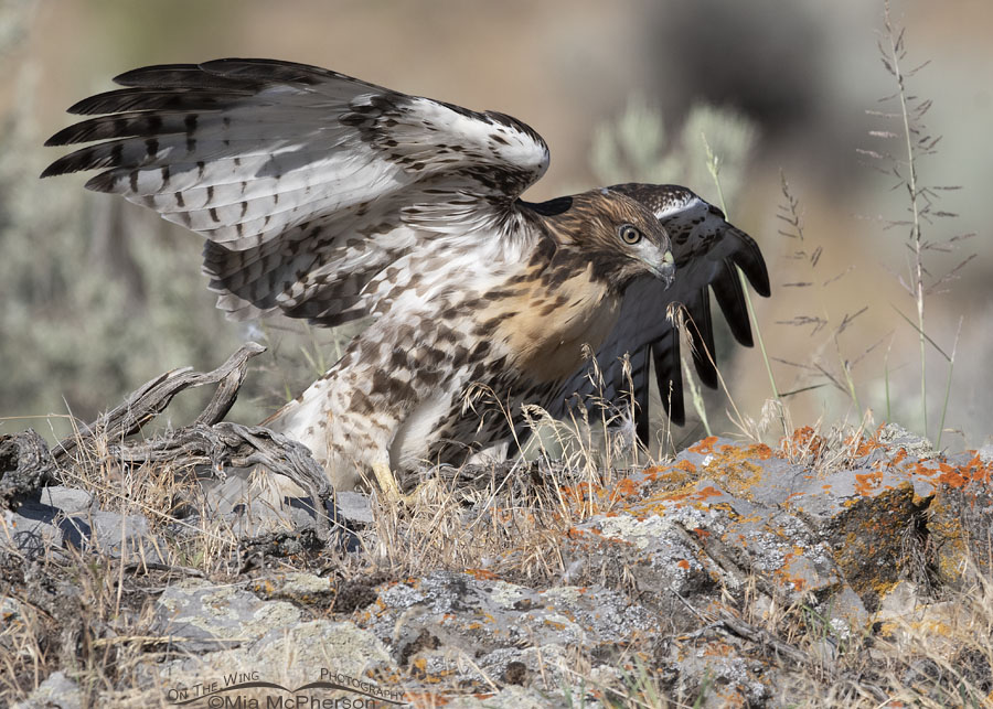Red-tailed Hawk juvenile landing after a short leap, Box Elder County, Utah