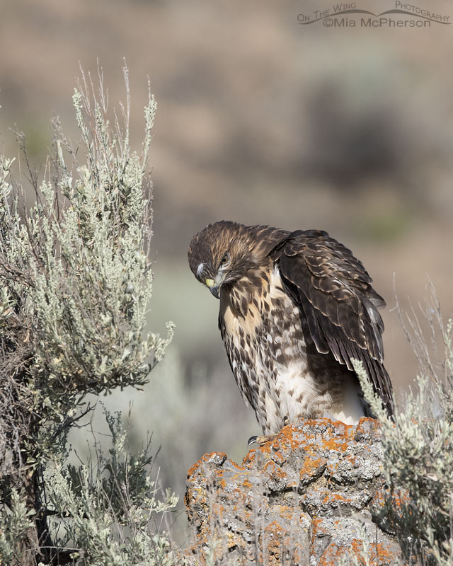 Young Red-tailed Hawk with a loose feather on its head, Box Elder County, Utah