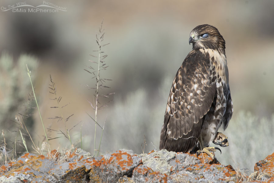 Red-tailed Hawk juvenile with visible nictitating membrane, Box Elder County, Utah