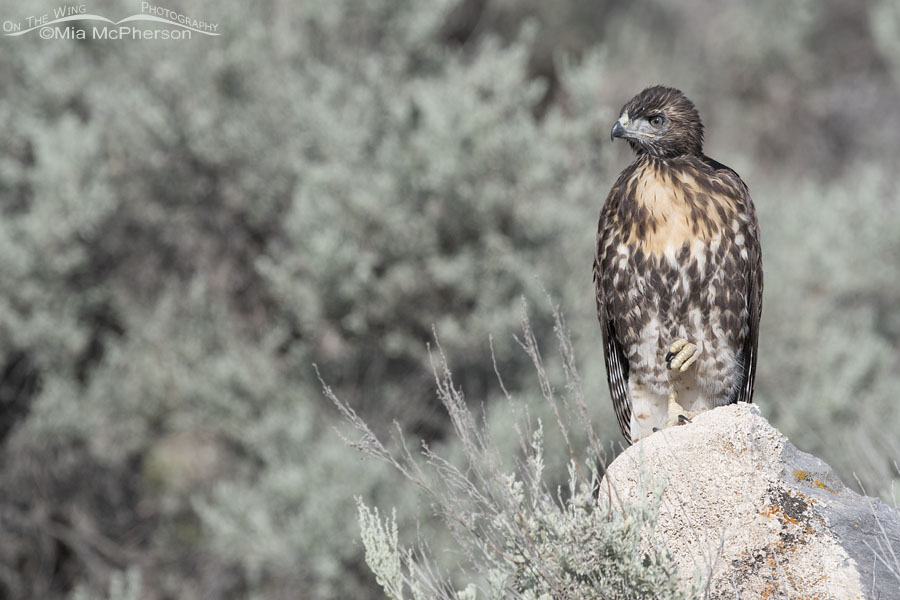 Resting recently fledged Red-tailed Hawk, Box Elder County, Utah