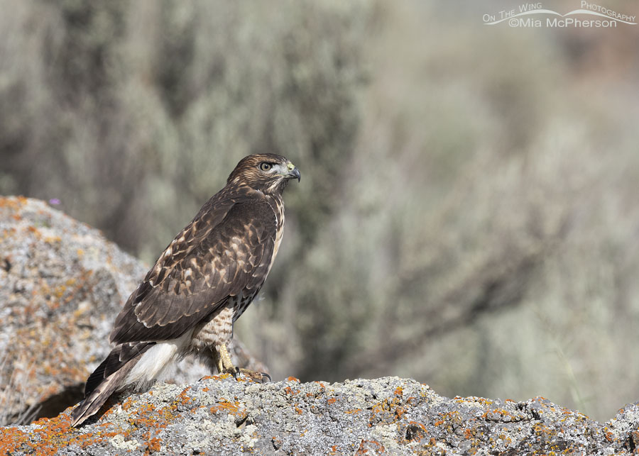 Young Red-tailed Hawk on a lichen encrusted boulder, Box Elder County, Utah