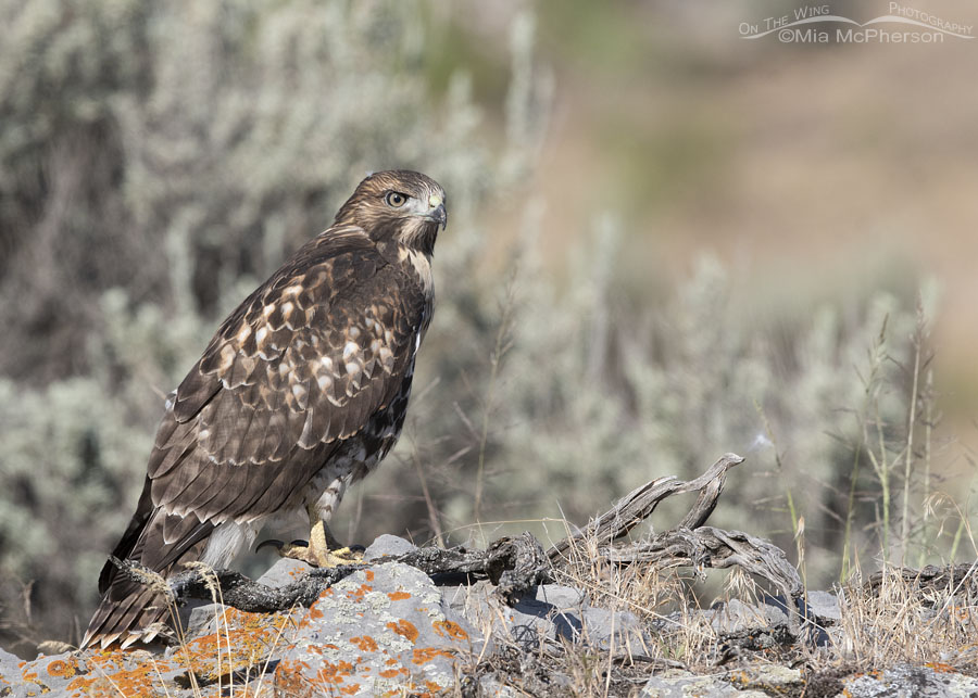 Staring young Red-tailed Hawk, Box Elder County, Utah