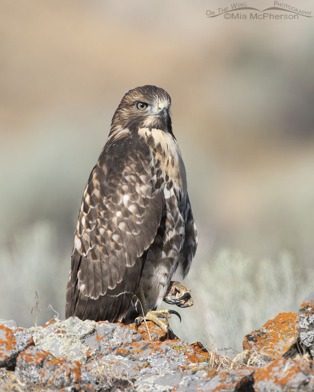 Young Red-tailed Hawk with a clenched talon, Box Elder County, Utah