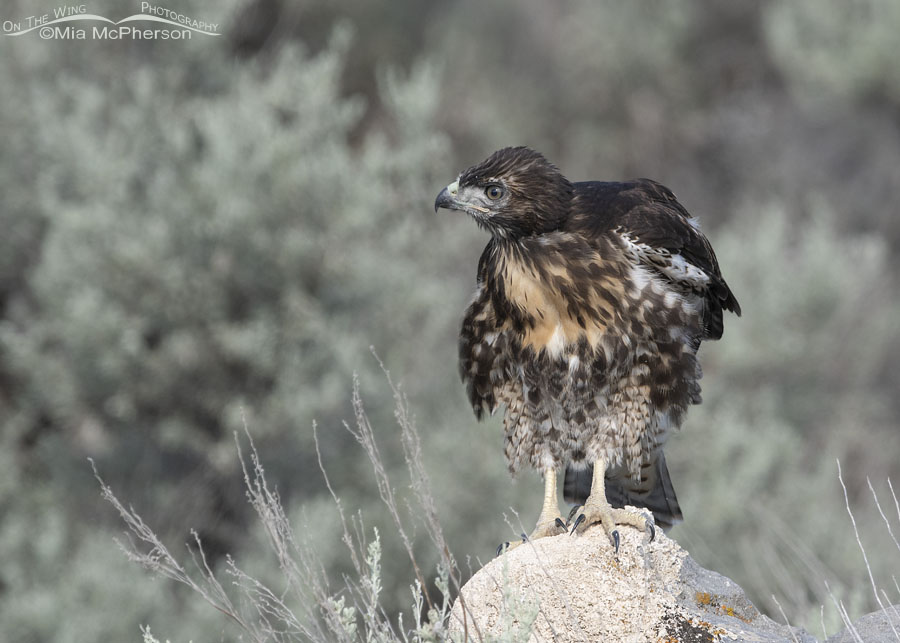 Red-tailed Hawk fledgling shaking its feathers, Box Elder County, Utah