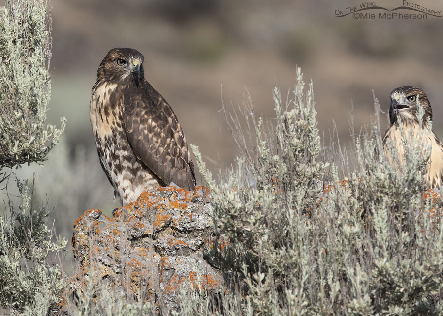 Two young Red-tailed Hawks in sage, Box Elder County, Utah