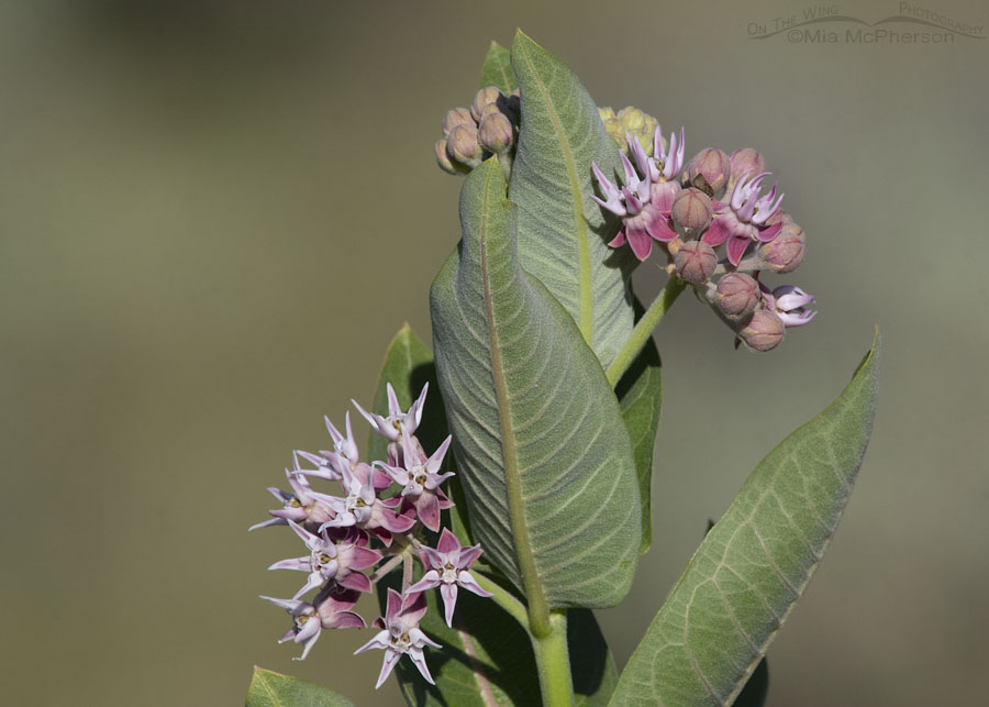 Showy Milkweed flowers and buds, Wasatch Mountains, Summit County, Utah