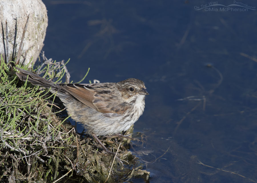 Fledgling Song Sparrow next to an alpine creek, Wasatch Mountains, Summit County, Utah