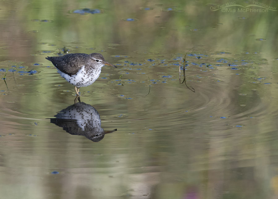 Male Spotted Sandpiper watching his young, Wasatch Mountains, Summit County, Utah