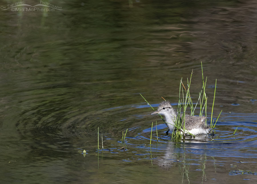 Spotted Sandpiper chick in an alpine creek, Wasatch Mountains, Summit County, Utah