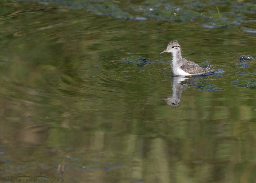 Spotted Sandpiper chick swimming in an alpine creek, Wasatch Mountains, Summit County, Utah