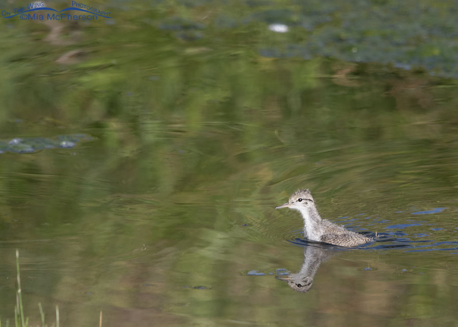 Spotted Sandpiper chick swimming across an alpine creek, Wasatch Mountains, Summit County, Utah