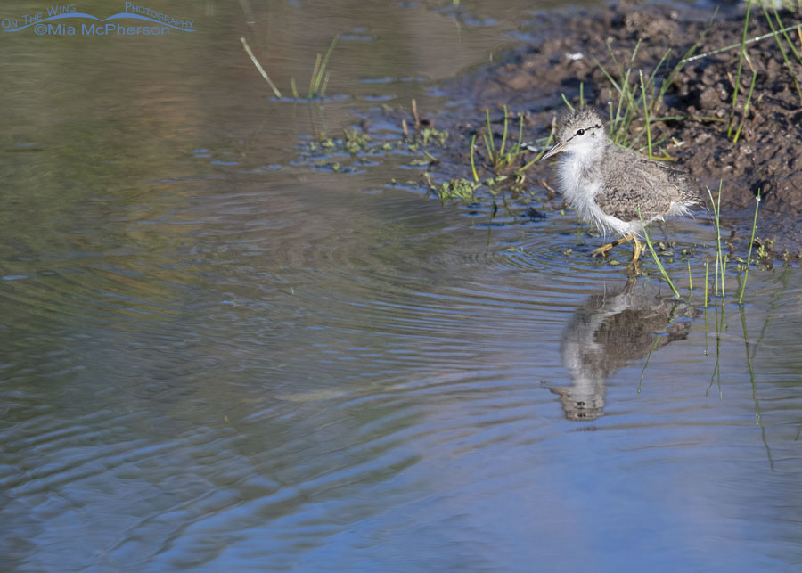 Spotted Sandpiper chick and its reflection, Wasatch Mountains, Summit County, Utah
